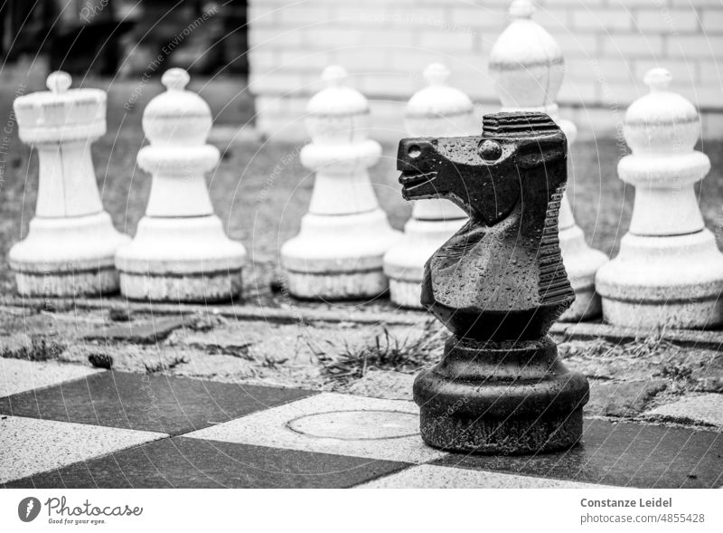 Gartenschachfigur schwarzes Pferd vor weißen Schachfiguren in schwarzweiß. Schachbrett Schlüsselfigur Turm Läufer Konkurrenz Spielen Bauer Strategie Schlacht