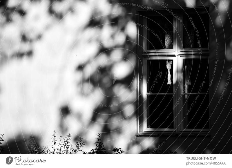 Baumschattenwand am Tage, Westfassade des sanierten Heidehaus am Findling in Babelsberg mit Schattenwurf eines Kastanienbaums in der Nachmittagssonne Fassade