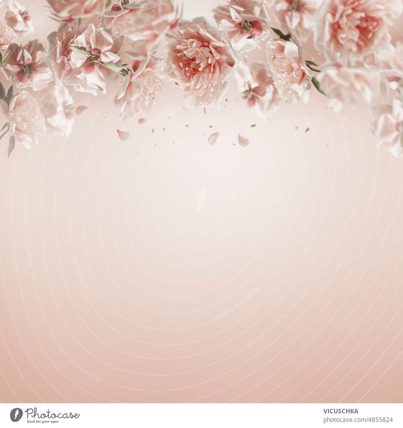 Hübscher floraler Hintergrundrahmen mit pastellrosa Pfingstrosen und fliegenden Blütenblättern. lieblich geblümt Rahmen Paste Vorderansicht Textfreiraum