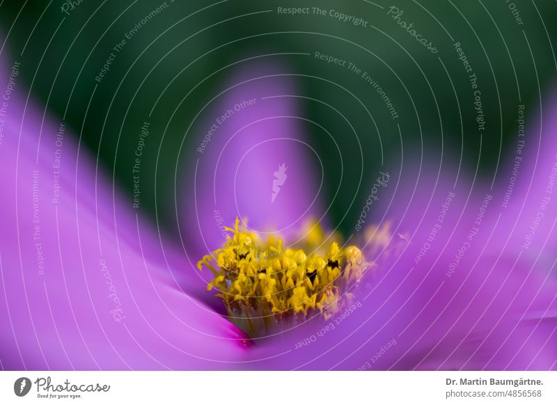 Cosmos, Schmuckkörbchen; Mexikanische Aster (Cosmos bipinnatus, Syn.: Cosmea bipinnata, Bidens formosa) Kosmee Blütenstand Zungenblüten magenta Röhrenblüten