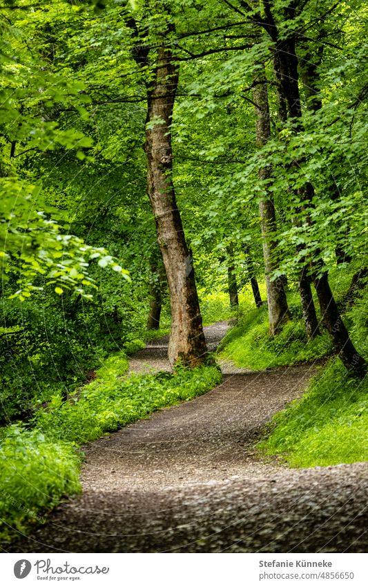 Gehe deinen Weg Wald Landschaft Aktivität spaziergang Bäume Draussen freudig Waldweg leben Blätter Farbfoto Natur natürlich Grün entspannen Erholung Sommer