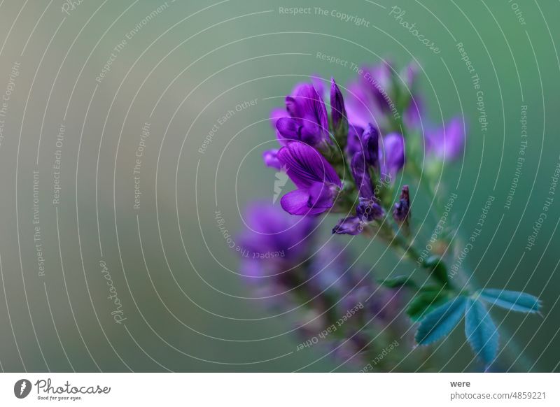 violette Blüten der Alfalfa-Pflanze blüht Kraut Medicago sativa Luzerne Überstrahlung Textfreiraum Landwirtschaft Blume Blumen Lebensmittelwerk Garten