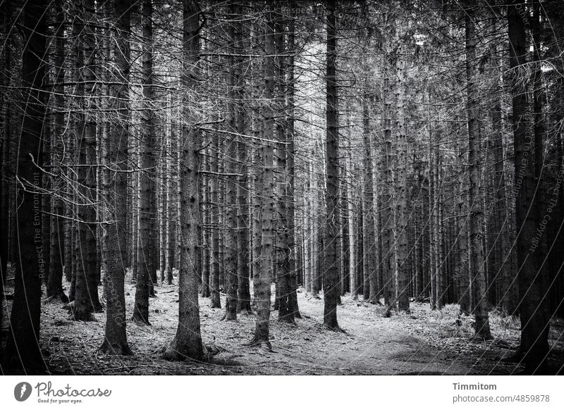 Ein Pfad im Schwarzwald Wald Fichten eng Äste Nadelbäume Boden Licht Menschenleer Natur Umwelt Baum Bäume Weg Erholung ruhig Schwarzweißfoto