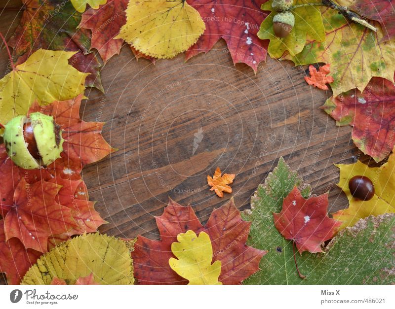 Rahmen II Basteln Herbst Blatt mehrfarbig Herbstlaub Bilderrahmen Hintergrundbild Holz Holzstruktur Herbstfärbung Stillleben Dekoration & Verzierung
