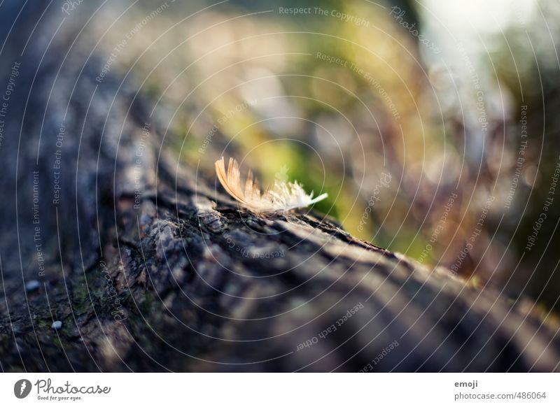 Feder Ast Baum Baumstamm Baumrinde Oberfläche natürlich weich Farbfoto Außenaufnahme Nahaufnahme Menschenleer Tag Schwache Tiefenschärfe