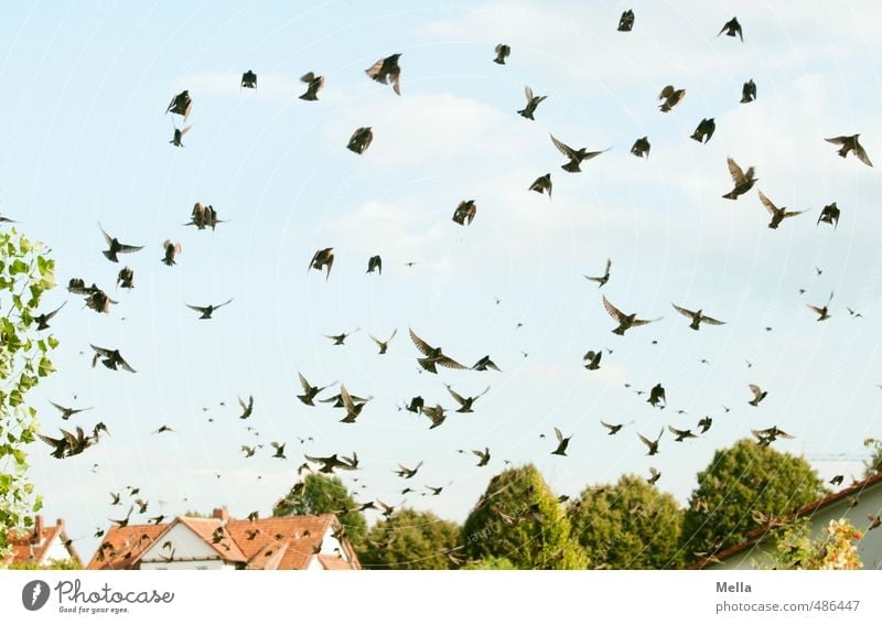 Der Schwarm Umwelt Natur Landschaft Himmel Haus Einfamilienhaus Dach Tier Wildtier Vogel Star Bewegung fliegen frei natürlich viele Freiheit Zugvogel ansammeln