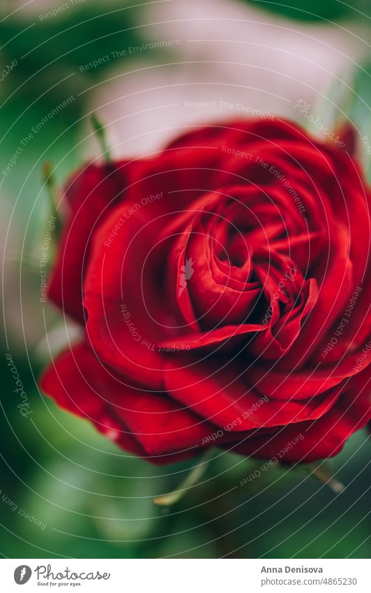 Makroaufnahme einer Gartenrose Roséwein rot Sommer Rosen Blütenblatt rote Rose Blütenknospen Natur Blütezeit grün Blatt Flora romantisch geblümt Romantik
