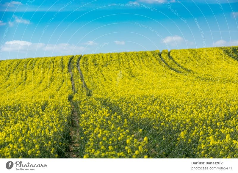 Der Weg in gelbem Raps und blauem Himmel Blume Natur Ackerbau ländlich grün Landschaft Frühling Sommer Wiese Straße Bauernhof Pflanze Feld Ölsaat Vergewaltigung