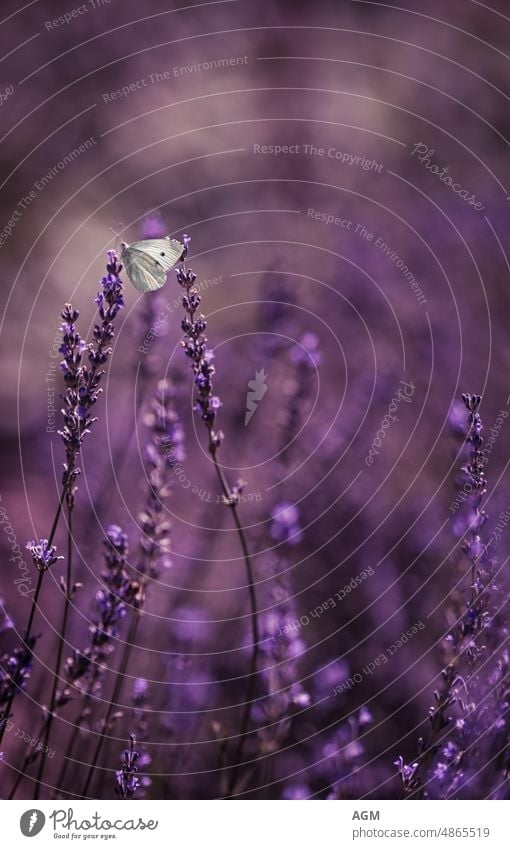 Kohlweißling bei der Fütterung in einem Lavendelfeld Fauna Flora Lepidopteren Tier Tiere Hintergrund schön Schönheit schwarz Blüte brassicae Schmetterlinge