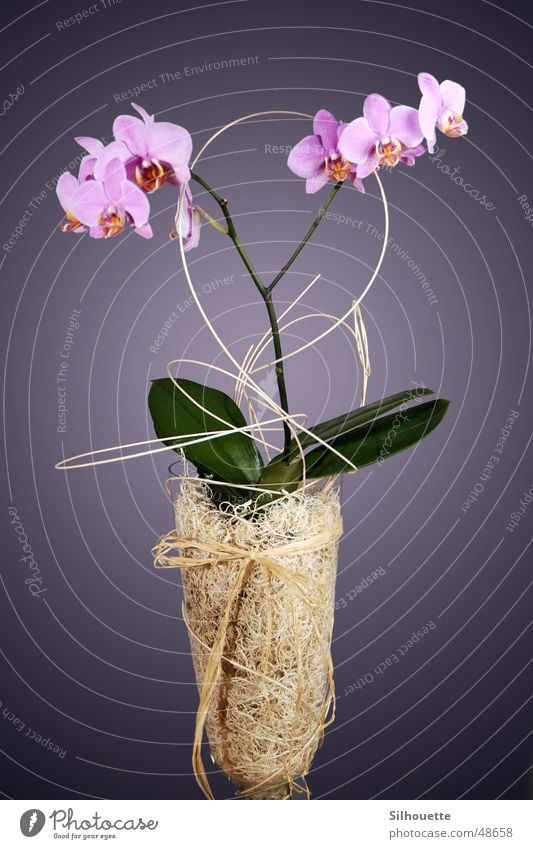 Orchidee 1 Blume Vase Dekoration & Verzierung