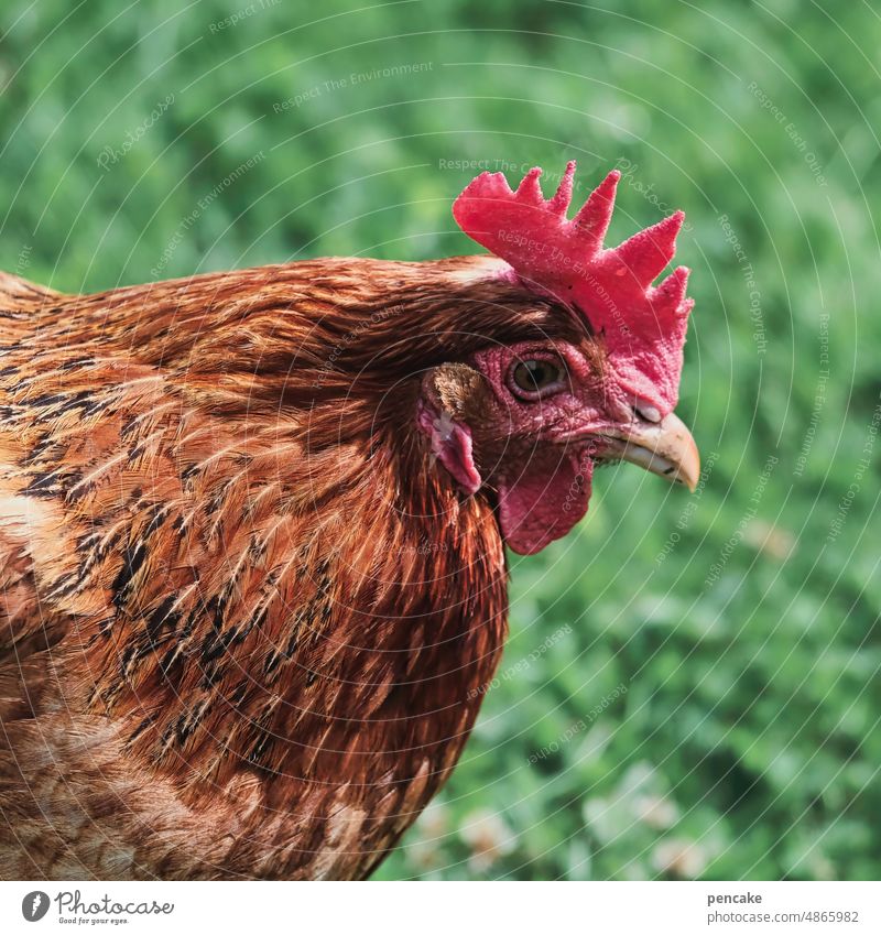 kinkerlitzchen | gesucht! Huhn Nutztier Tierportrait Blick suchen fressen Kleinigkeiten picken Vogel Bauernhof Gefieder Kopf rot Haushuhn Landwirtschaft