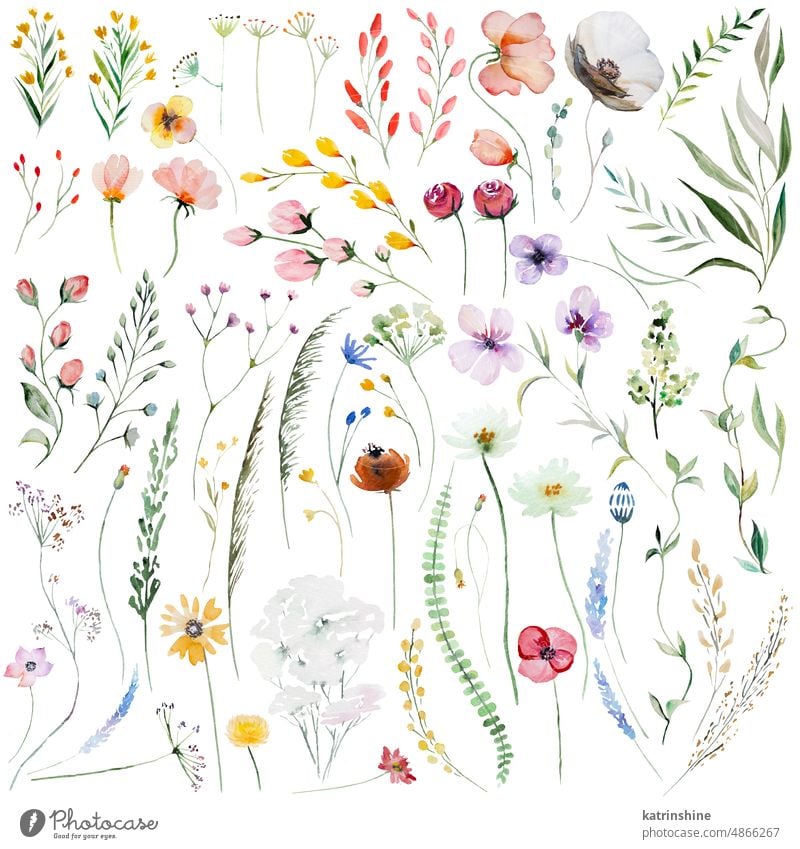 Aquarell Wildblumen und Blätter Illustration Set, Hochzeit und Gruß Elemente Geburtstag botanisch farbenfroh Dekoration & Verzierung Zeichnung Laubwerk Garten
