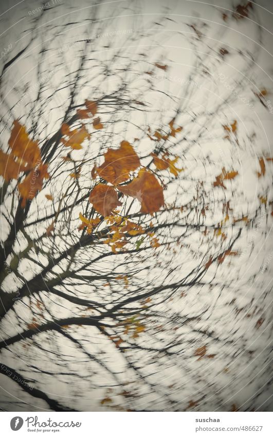 bald ist es wieder soweit .. Kunst Herbst Baum Blatt Holz dunkel orange Dynamik rotieren Politische Bewegungen Farbfoto Gedeckte Farben Außenaufnahme Experiment