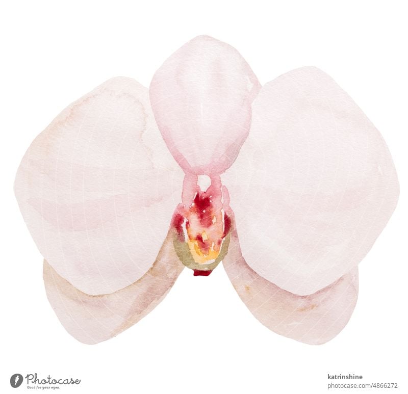 Hand gemalt hell rosa Aquarell tropische Orchidee Blume, isoliert Element Illustration botanisch Dekoration & Verzierung exotisch handgezeichnet vereinzelt