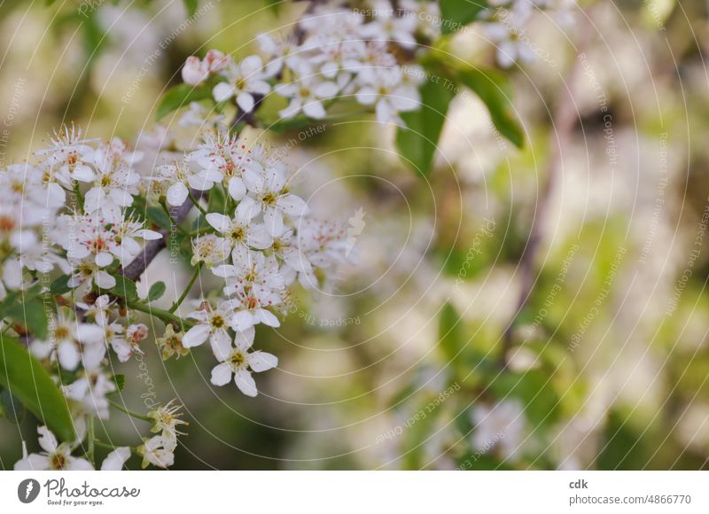 kleine weiße Blüten | Frühling | weiß-grün | es duftet. Pflanze weiße kleine Blüten blühen blühend Tageslicht Nahaufnahme Botanik Blütenblätter Ast Zweig Park