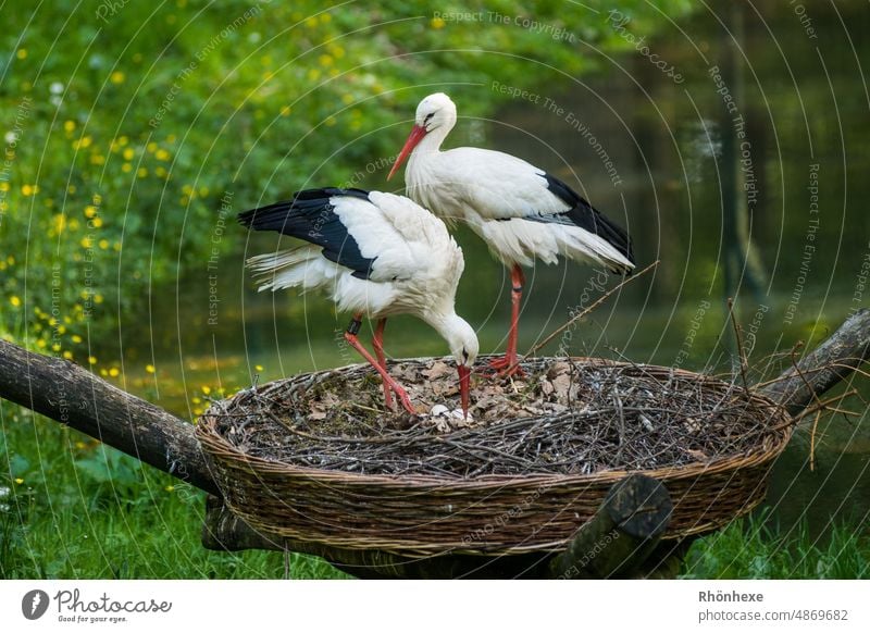 Storchenpaar kümmert sich behutsam um sein Gelege Nest Vogel Tier Außenaufnahme Farbfoto Natur Menschenleer Tierporträt Horst Weißstorch Schnabel Tag Frühling