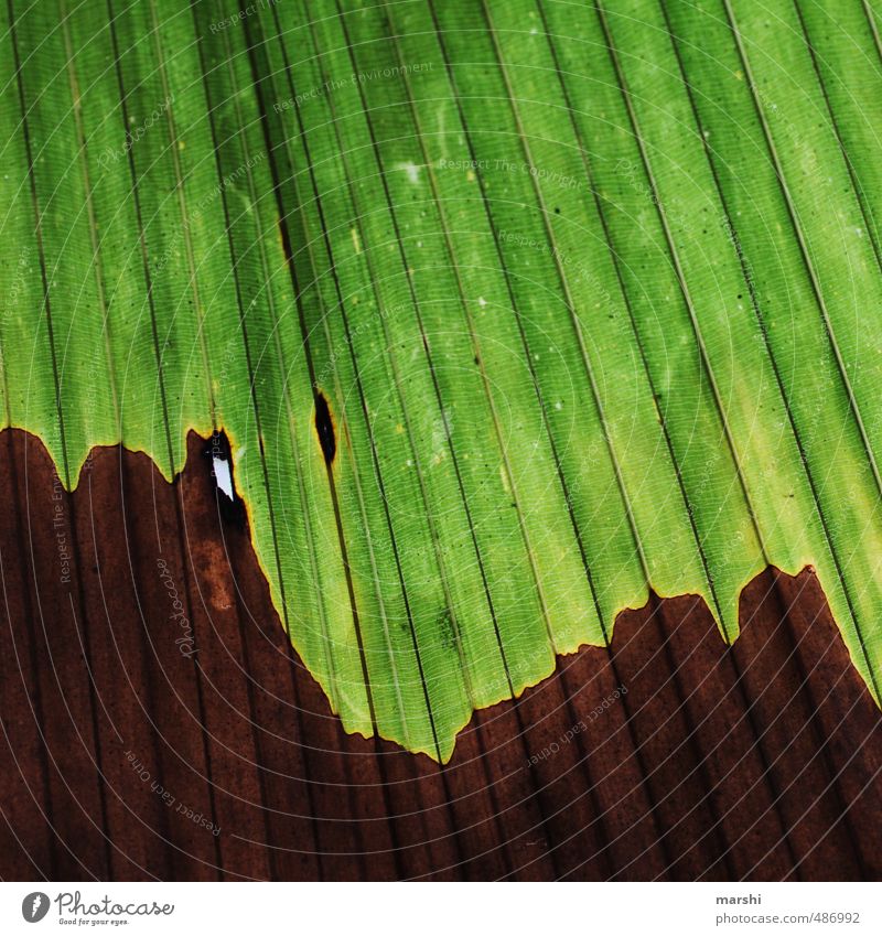 jung & alt Natur Pflanze Blatt Grünpflanze Wildpflanze braun grün Palme Palmenwedel Furche abstrakt Farbfoto Außenaufnahme Nahaufnahme Detailaufnahme