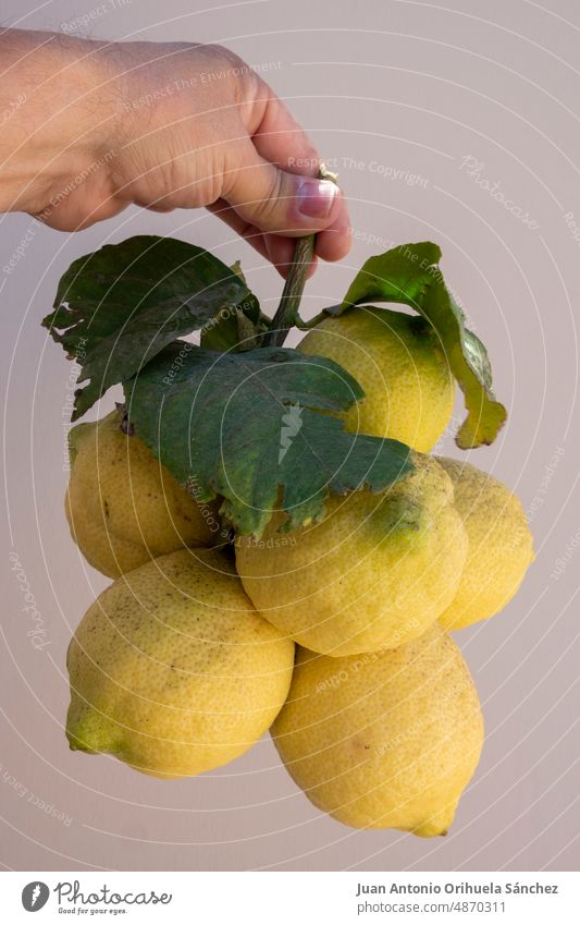 Menschliche Hand, die ein Bündel biologisch angebauter Zitronen hält, die an einem Ast hängen menschliche Hand frische Zitronen Bio-Zitronen Strauß Zitronen
