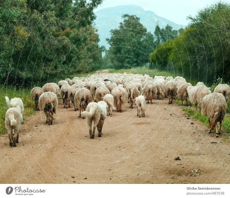 Schafe oder Hunde? Umwelt Natur Landschaft Pflanze Tier Frühling Baum Sträucher Feld Hügel Sardinien Wege & Pfade Haustier Nutztier Fell Tiergruppe Herde gehen