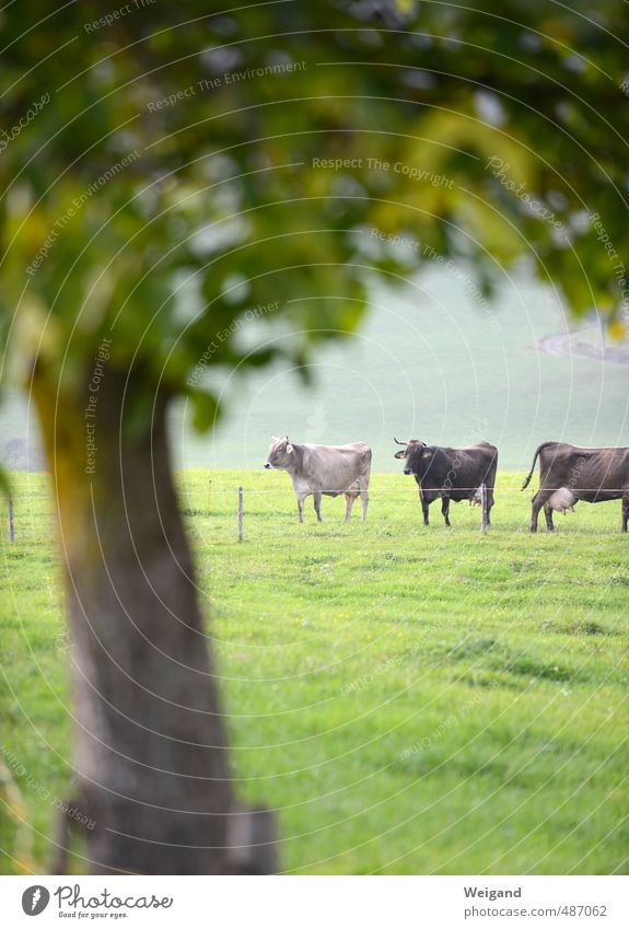 So wertvoll wie ein kleines Steak. Lebensmittel Fleisch Umwelt Natur Sommer Herbst Tier Nutztier Kuh 3 Tiergruppe Herde Fressen füttern Landleben Landlust