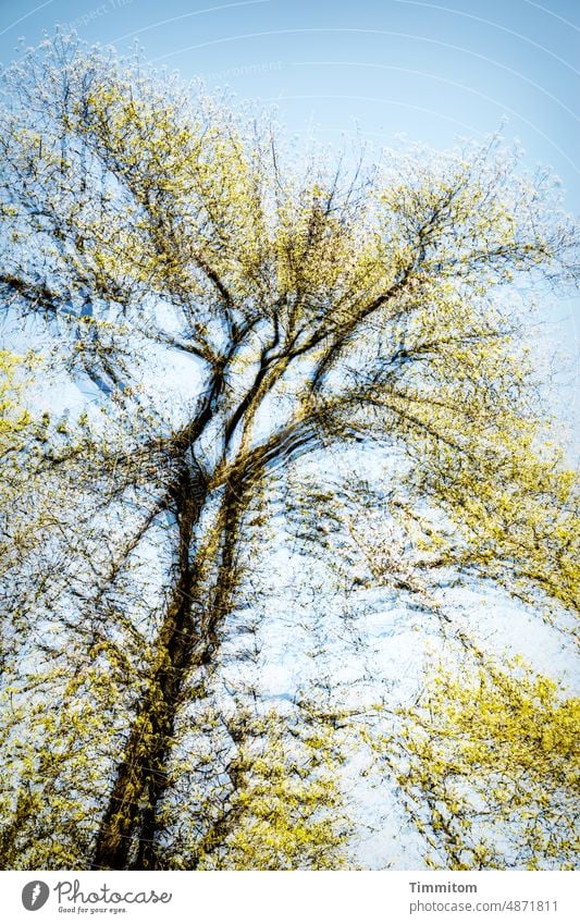 Ein Baum strebt himmelwärts hoch Stamm Äste Laub Blätter Himmel braun gelb blau Natur Zweige u. Äste Menschenleer