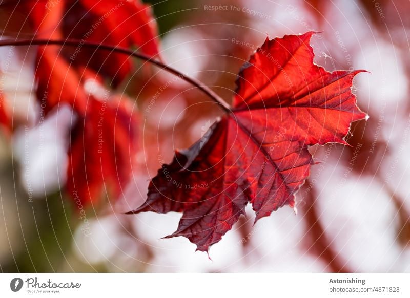 Rotes Ahorn Blatt rot Herbstfärbung Spitz Acer Feuerahorn Stängel Blätter Laub Detail Adern Natur Baum herbstlich Herbstlaub Vergänglichkeit Farbfoto