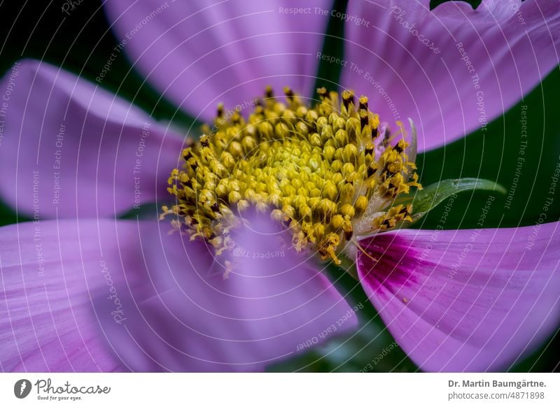 Cosmos, Schmuckkörbchen; Mexikanische Aster (Cosmos bipinnatus, Syn.: Cosmea bipinnata, Bidens formosa) Kosmee Blütenstand Zungenblüten magenta Röhrenblüten