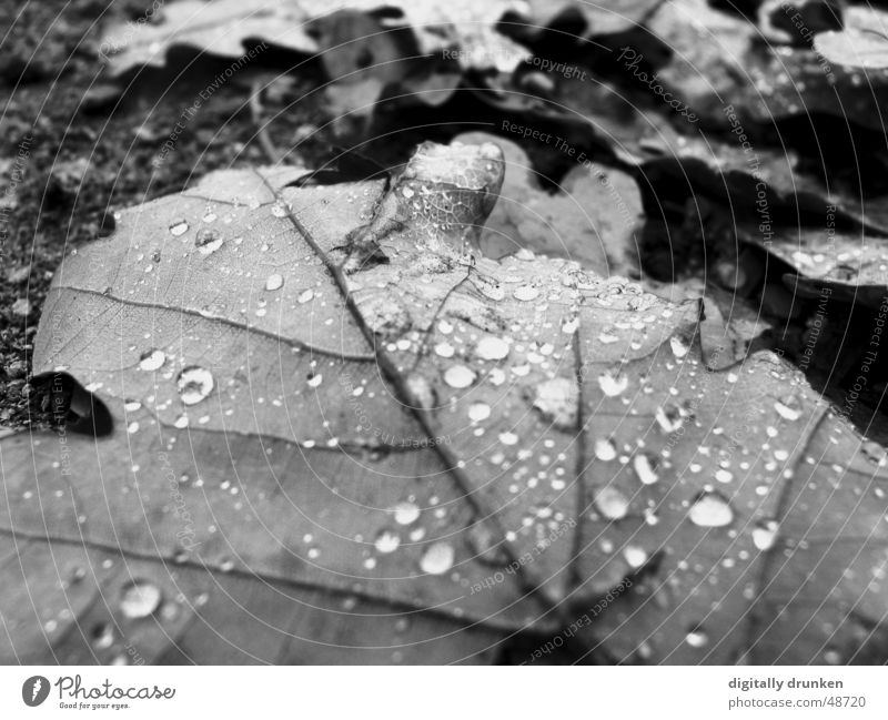 Überreste Herbst Blatt Wassertropfen Regen Tau Seil konstraste Schwarzweißfoto Natur