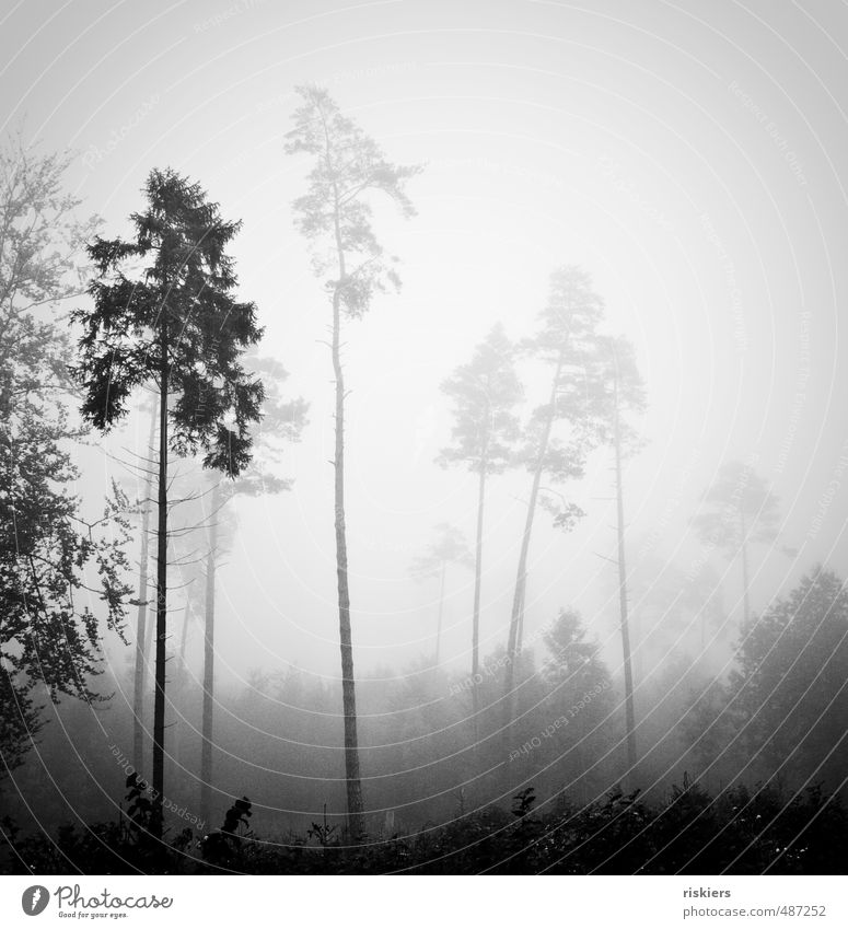 einsame Riesen Umwelt Natur Landschaft Pflanze Herbst Wetter Nebel Wald Einsamkeit einzigartig kalt Kraft ruhig Schwarzweißfoto Außenaufnahme Menschenleer