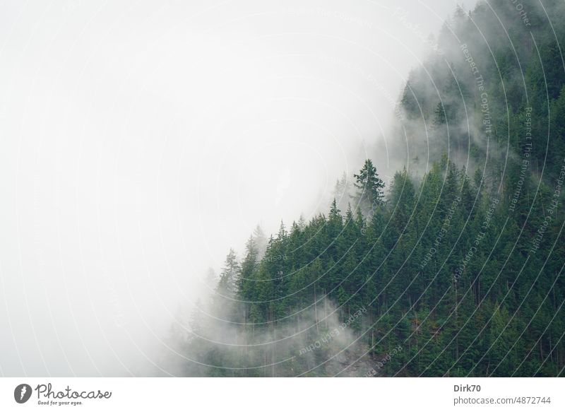 Wolkenverhangener, bewaldeter Berg in British Columbia, Kanada Berge u. Gebirge Wald Nadelwald Dunst Nebel wolkenverhangen Nadelbäume Nadelbaum Natur Landschaft