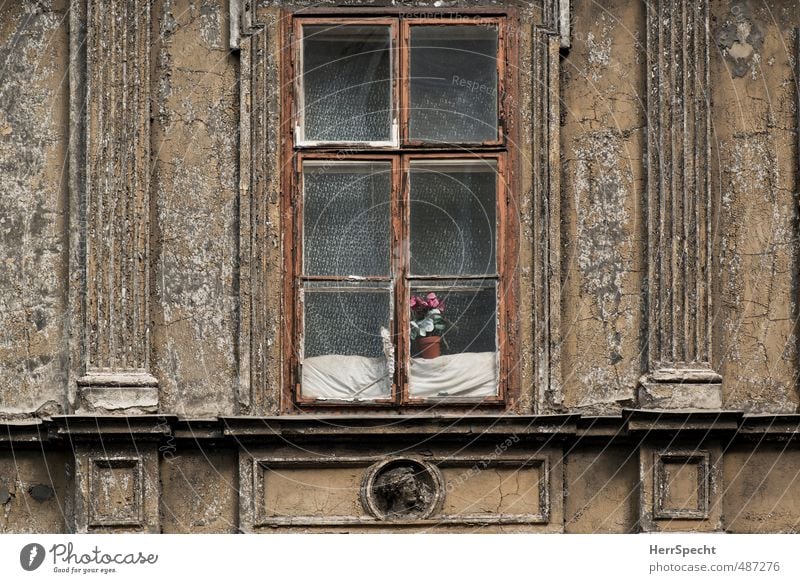 Tristesse mit Blümchen Wien Österreich Stadt Haus Bauwerk Gebäude Architektur Fassade Fenster alt Armut historisch trist unten Verzweiflung Blumentopf