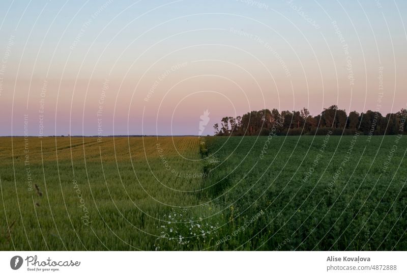 dass das Gras auf der anderen Seite grüner ist Landschaft Himmel Natur Umwelt Wiese Farbfoto Sonnenuntergang rosa Himmel Grün Dämmerung Sommer Abend zwei Seiten