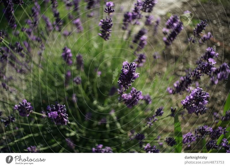 Blühender Lavendel im Sommer, Lila und grün Pflanze Blume Duft violett Blüte Heilpflanzen Garten Farbfoto Schwache Tiefenschärfe natürlich Makroaufnahme