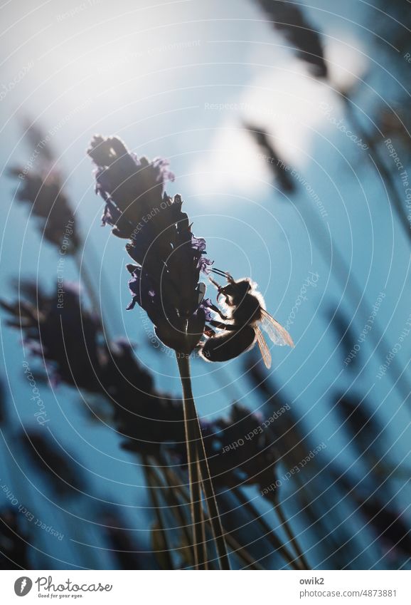 Arbeitstier Biene Lavendel Pflanze Stengel Nahrungssuche emsig Natur Insekt Blüte fleißig Tier Außenaufnahme Farbfoto Sommer Garten Duft Honigbiene Pollen