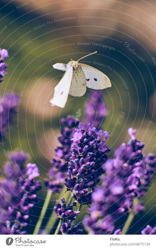 Kohlweißling steuert Lavendel an Schmetterling Insekt Natur Sommer Tier Flügel Blume Blüte Pflanze Außenaufnahme Makroaufnahme Nahaufnahme Farbfoto Menschenleer
