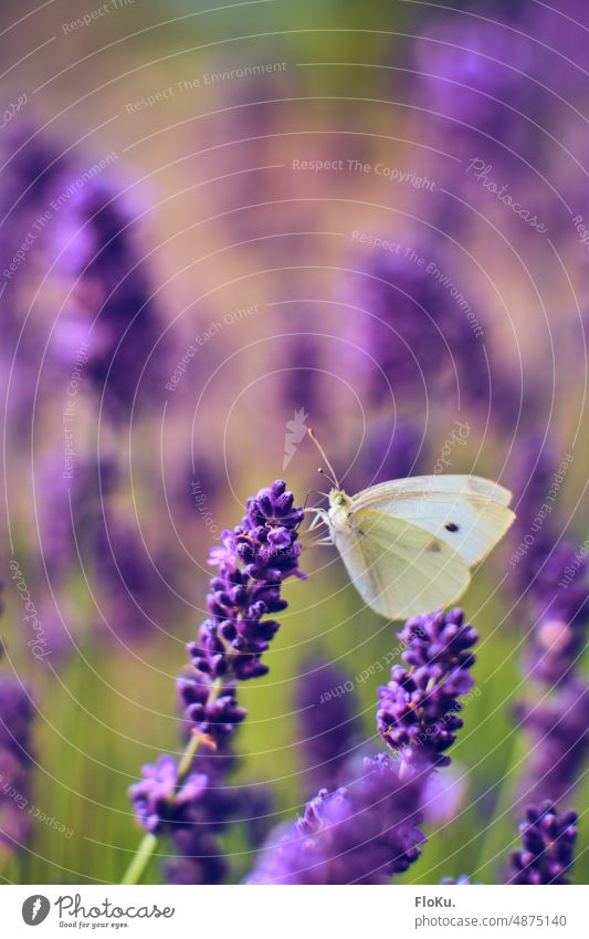 Kohlweißling sitzt auf Lavendel Schmetterling Insekt Natur Sommer Tier Flügel Blume Blüte Pflanze Außenaufnahme Makroaufnahme Nahaufnahme Farbfoto Menschenleer