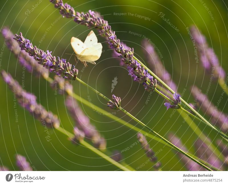 Kohlweißling auf der Suche nach einer Lavendelblüte Schmetterling angustifolia füttern Essen Tierwelt Weißkohl Pollenflug Lavendelstrauch Makro Blüte Blume