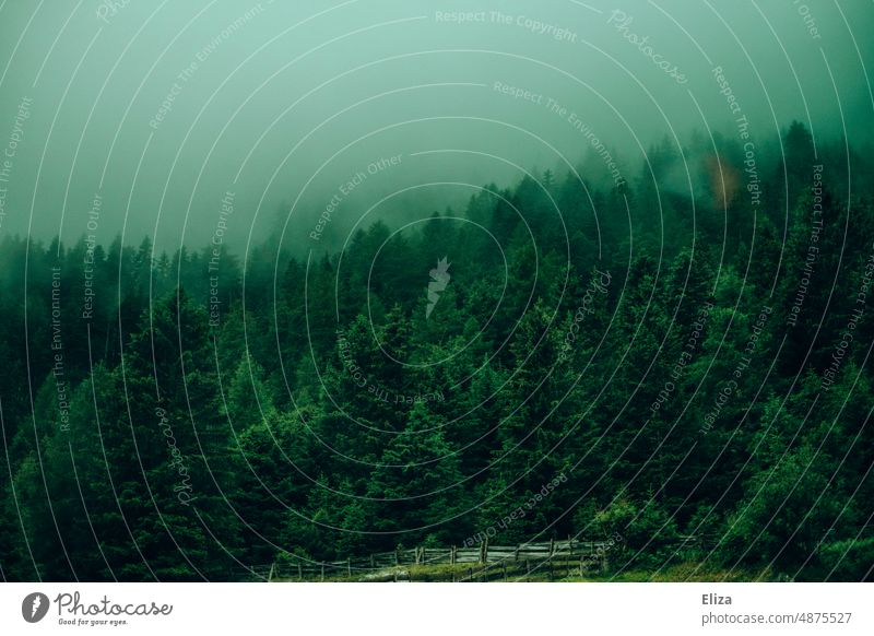 Grüner Tannenwald im Nebel Wald Nadelwald grün stimmungsvoll Hintergrund Natur Landschaft Bäume mystisch neblig Eolken wolkenverhangen geheimnisvoll