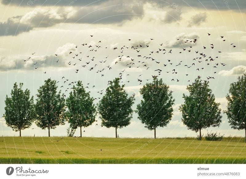 Schar von Staren und eine einzelne Schwalbe vor einer Reihe grüner Ahornbäume, einem Getreideschlag und bewölktem Himmel auf Nahrungssuche Schwarm Vogelschwarm