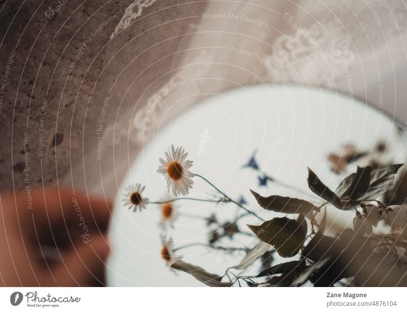 Hand hält einen Spiegel mit Gänseblümchen in der Reflexion verträumt Margeriten Wiese Sommer romantisch Leute ländlich natürlich Natur Windstille Meditation