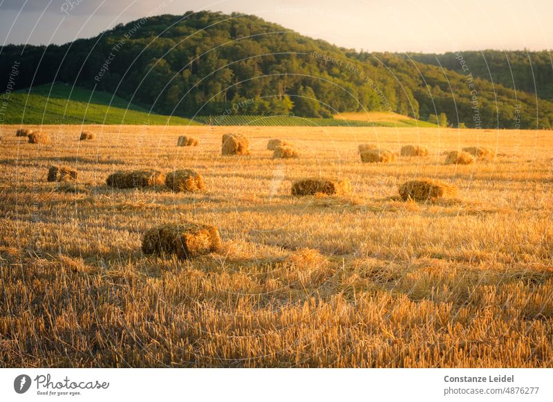 Abgeerntetes Getreidefeld mit Heuballen und bewaldetem Hügel im Hintergrund in der Abenddämmerung. unser täglich Brot regionaler Anbau regionale Produkte