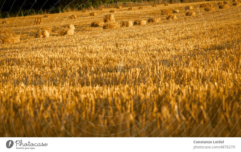 Abgeerntetes Getreidefeld mit Heuballen in der Abenddämmerung. unser täglich Brot regionaler Anbau regionale Produkte ökologisch Umwelt Sommer natürlich Roggen