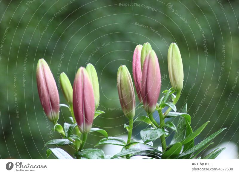 Einigkeit in der Natur zusammen stark einigkeit garten blume blüten schönheit lilien lila grün knospen pflanze