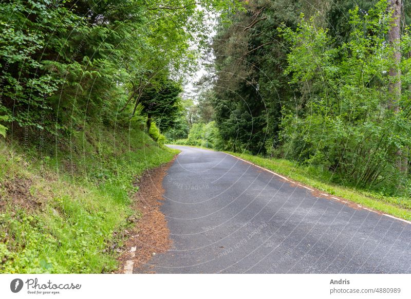 Sommerstraße Freiluftpark Straße grün Park im Freien Wanderung