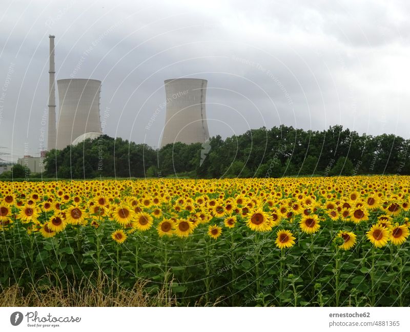Sonnenblumenfeld vor dem Kernkraftwerk in Grafenrheinfeld in Unterfranken/Bayern Blumen Bergrheinfeld AKW KKW Atom Energie Natur Feld natürlich Blüte Landschaft
