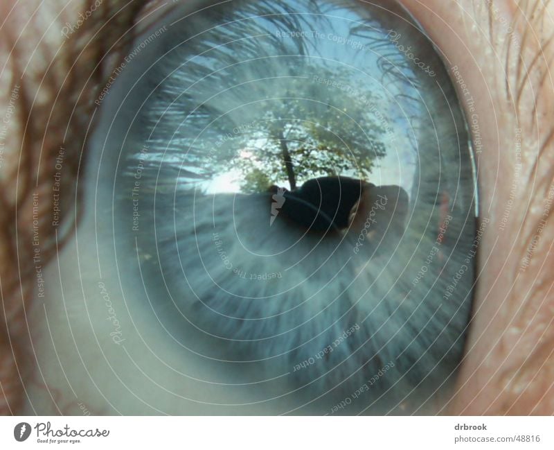 Auge Wimpern Baum Pupille Reflexion & Spiegelung Wiese Blatt blaue augen Gesicht Makroaufnahme Himmel Ferne Landschaft detail. liegen Außenaufnahme