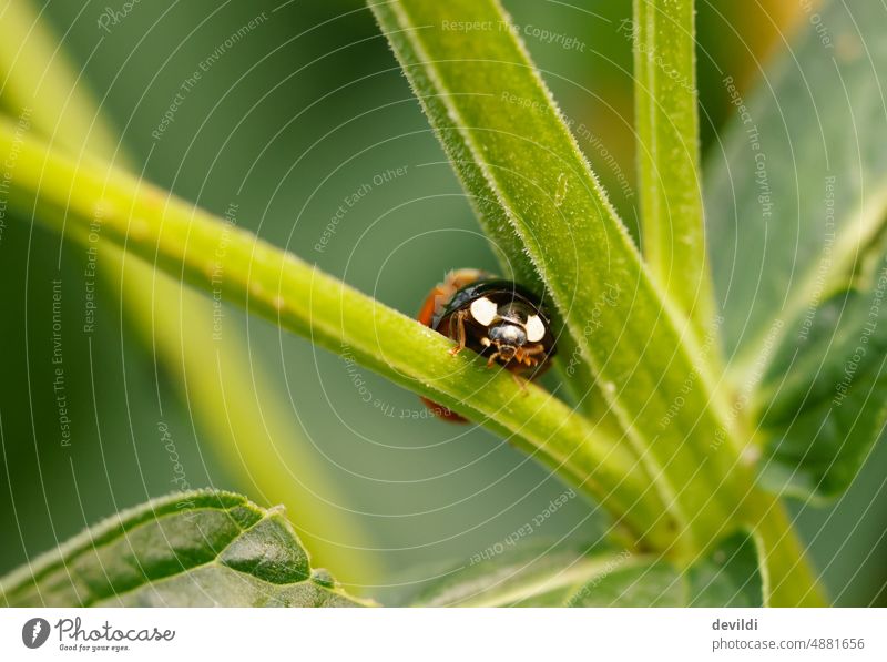 Marienkäfer hat den Durchblick Garten Natur grün rot Punkte gepunktet Blatt Käfer Insekt Tier Nahaufnahme Sommer Glücksbringer Farbfoto Außenaufnahme