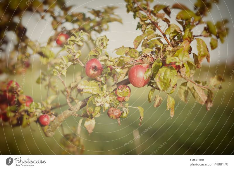 sind noch welche übrig ... Umwelt Natur Herbst Schönes Wetter Baum Blatt Garten grün rot Apfel Apfelbaum Frucht Obstgarten Farbfoto Gedeckte Farben