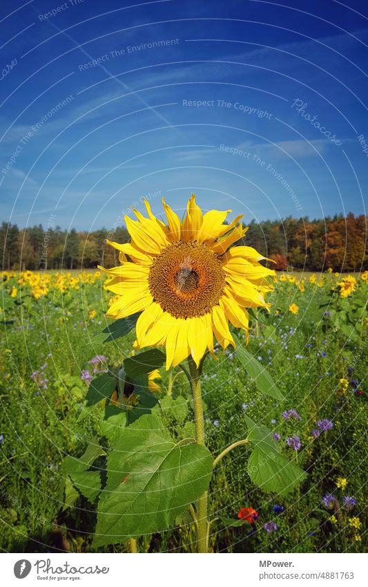 sonnenblume Sonnenblume Wiese Wiesenblume gelb Himmel Kräuter & Gewürze bienenfreundlich Naturschutzgebiet