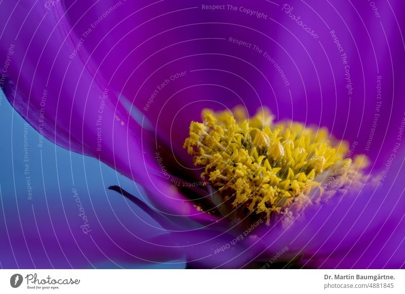 Blütenstand von Cosmos bipinnatus, Schmuckkörbchen oder Gemeine Kosmee Cosmea blühen Zungenblüte Zungenblüten Röhrenblüten einjährig aus Mexiko Korbblütler